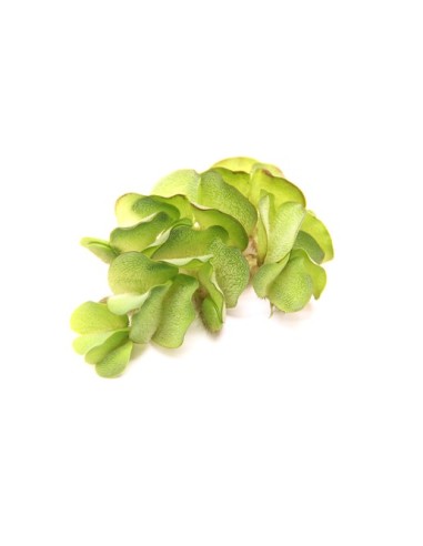 Salvinia Auriculata, Portion