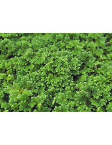 Azolla Filiculoides, Portion