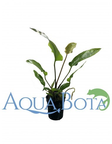 Anubias Gracilis