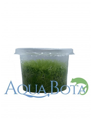 Utricularia (Cup 80 Cc)