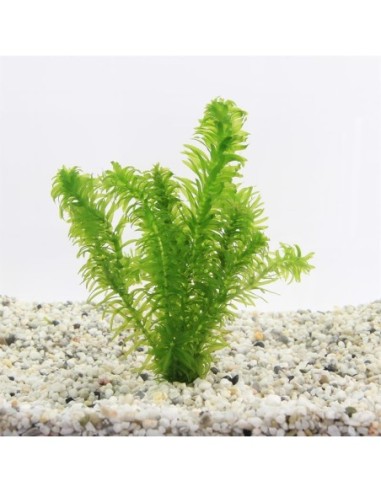 Elodea densa (losse takken)