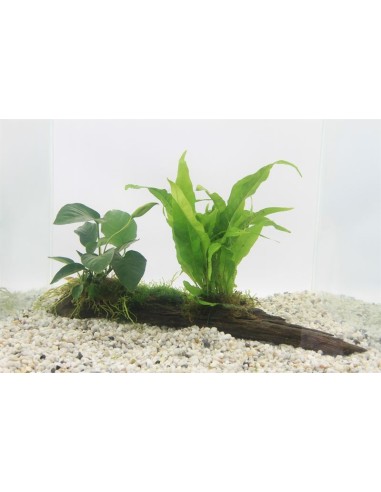 Driftwood (large) avec 3 planten