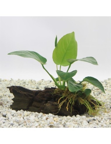 Driftwood (medium) avec anubias