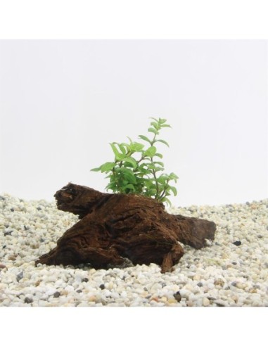 Driftwood (small) avec staurogine