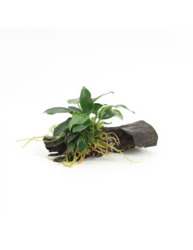 Driftwood extra small avec anubias