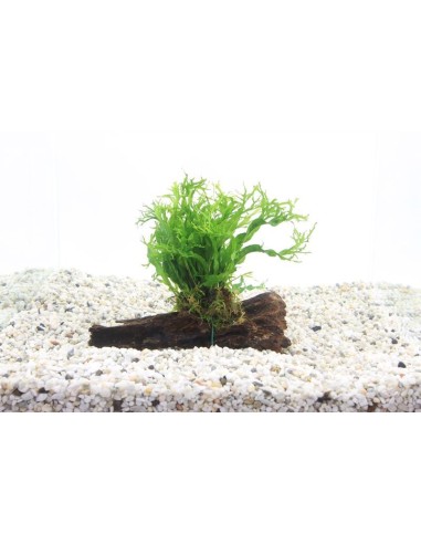 Driftwood S microsorum pteropus