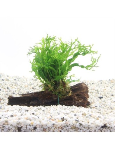 Driftwood S microsorum specie