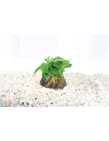 1/2 cocosnoot avec anubias