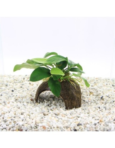 3-gaats cocosnoot avec Anubias