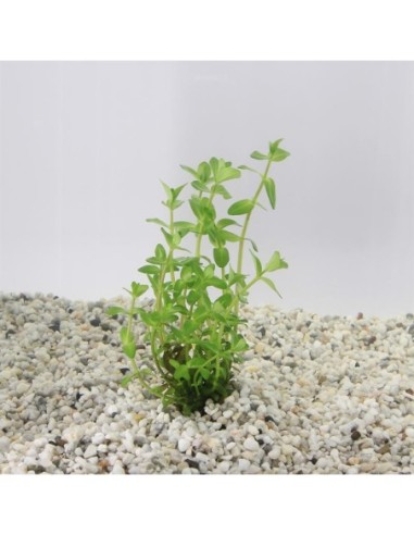 Bacopa caroliniana (cup 100cc)