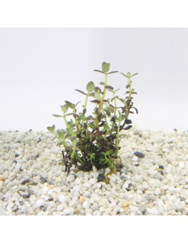 Bacopa salzmanni purple (100cc)