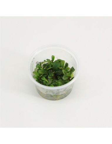 Bucephelandra sp green (cup 100cc)