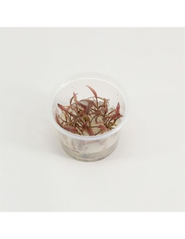 Cryptocoryne flamingo (cup 100cc)