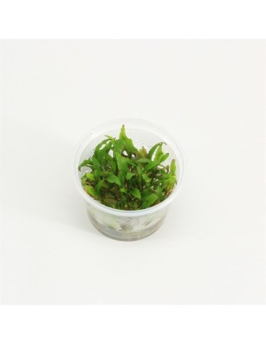 Cryptocoryne green gecko(cup 100cc)