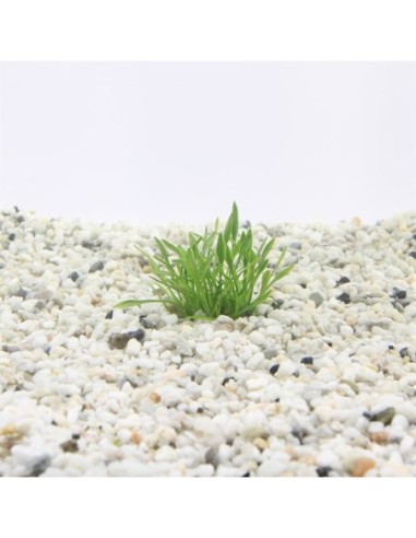 Cryptocoryne parva (cup 100cc)