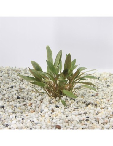 Cryptocoryne petchii pink (100cc)