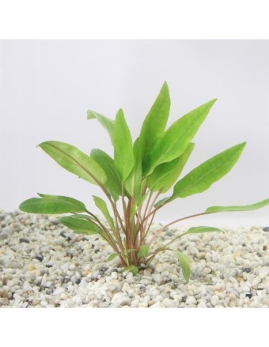 Cryptocoryne undulatus (cup 100cc)