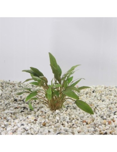 Cryptocoryne wendtii Brun cup 100c