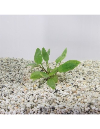 Cryptocoryne willissii (cup 100cc)