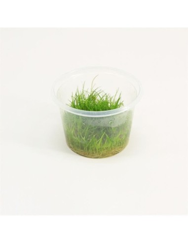 Eleocharis minima (cup 100cc)