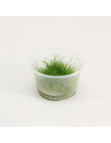 Eleocharis parvula (cup 100cc)