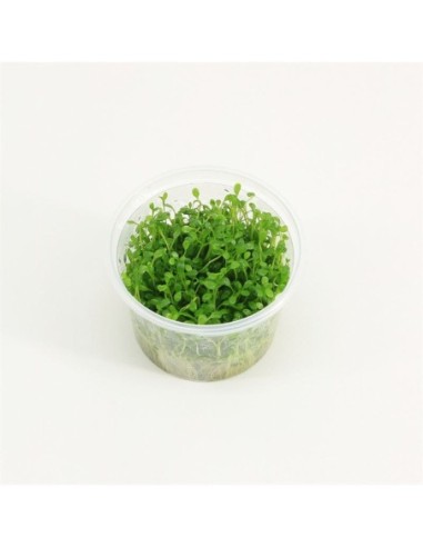 Glossostigma (cup 100cc)