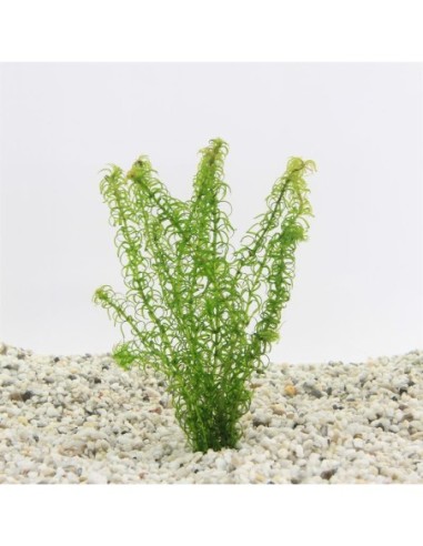 Elodea canadensis (Bouquet)