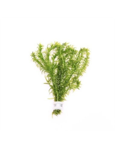 Elodea densa (Bouquet)