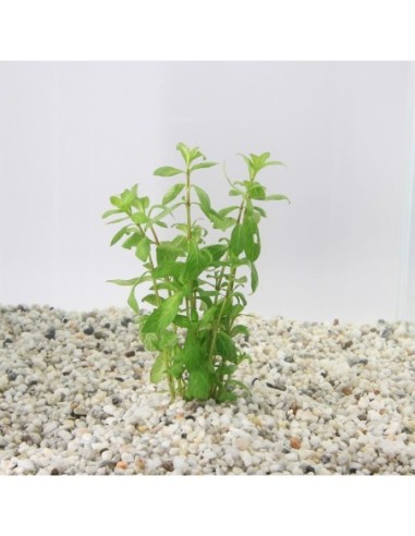 Hygrophila polysperma (Bouquet)