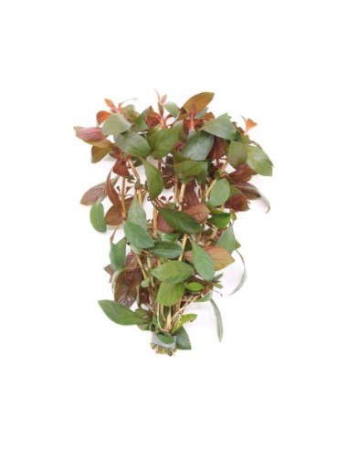 Ludwigia rep. diamond red (Bouquet)