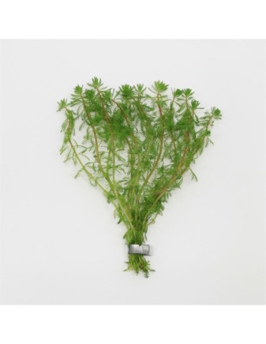 Myriophyllum brasiliensis (Bouquet)