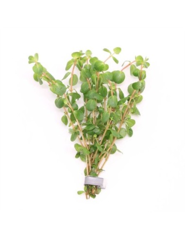 Rotala rotundifolia (Bouquet)