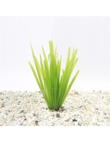 Vallisneria spiralis (Bouquet)