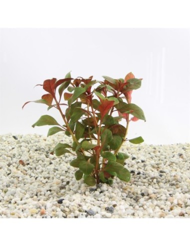 Ludwigia repens diamond red (TCR)