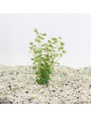 Rotala rotundifolia (TCR)