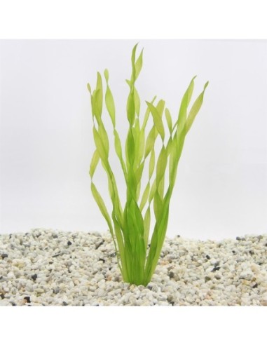 Vallisneria asiatica (TCR)