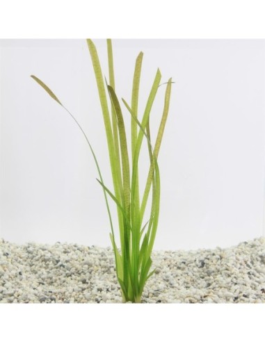 Vallisneria spiralis Rouge (TCR)