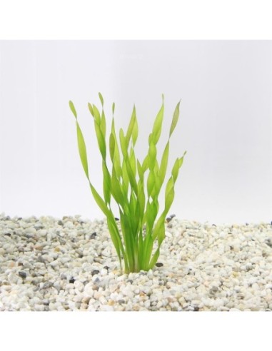 Vallisneria torta (TCR)