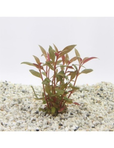 Alternanthera reineckii minima