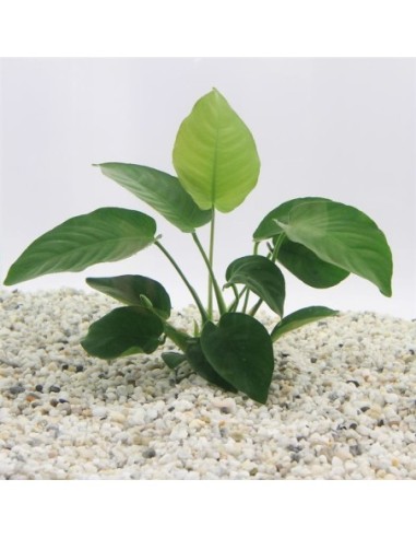 Anubias barteri