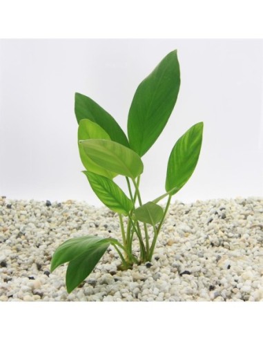 Anubias hastifolia