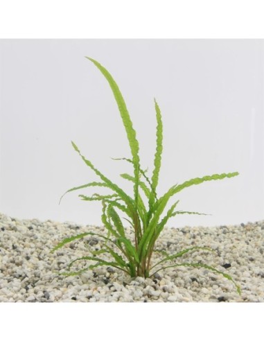 Cryptocoryne balansae