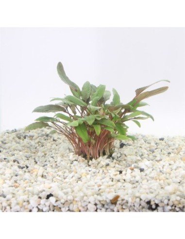 Cryptocoryne beckettii