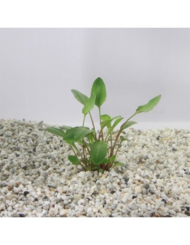 Cryptocoryne bullosa