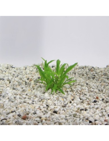 Cryptocoryne costata