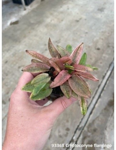 Cryptocoryne flamingo