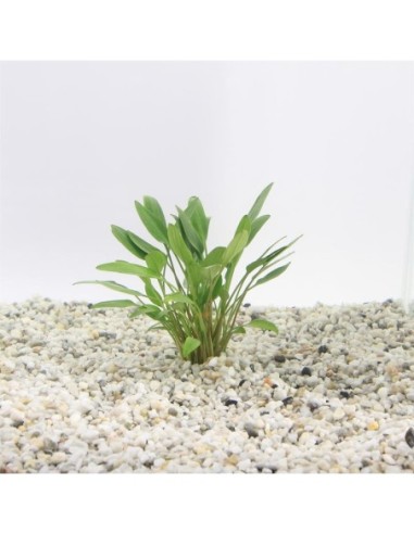 Cryptocoryne lutea