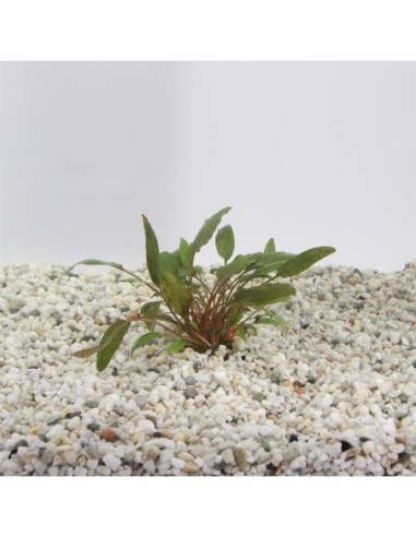 Cryptocoryne petchii