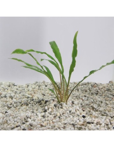 Cryptocoryne retrospiralis