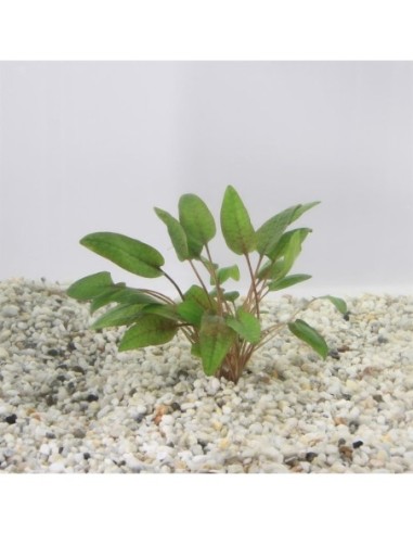 Cryptocoryne walkerii